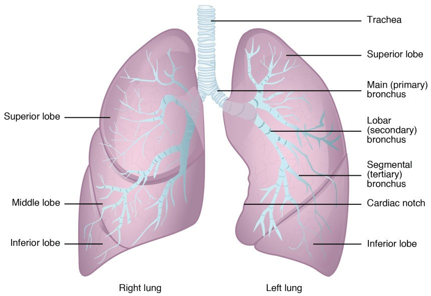 Top 3 Lung Support Solutions