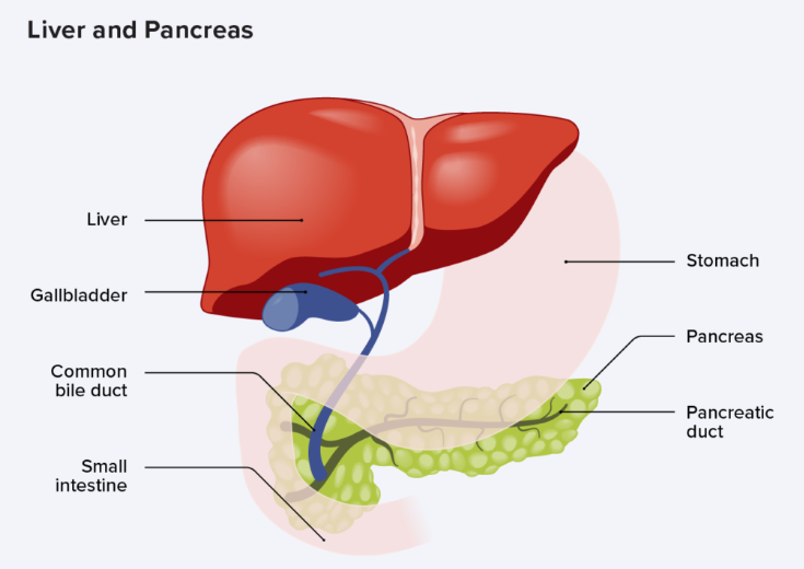 What role is the pancreas do in body