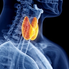 How does the thyroid affect the body?