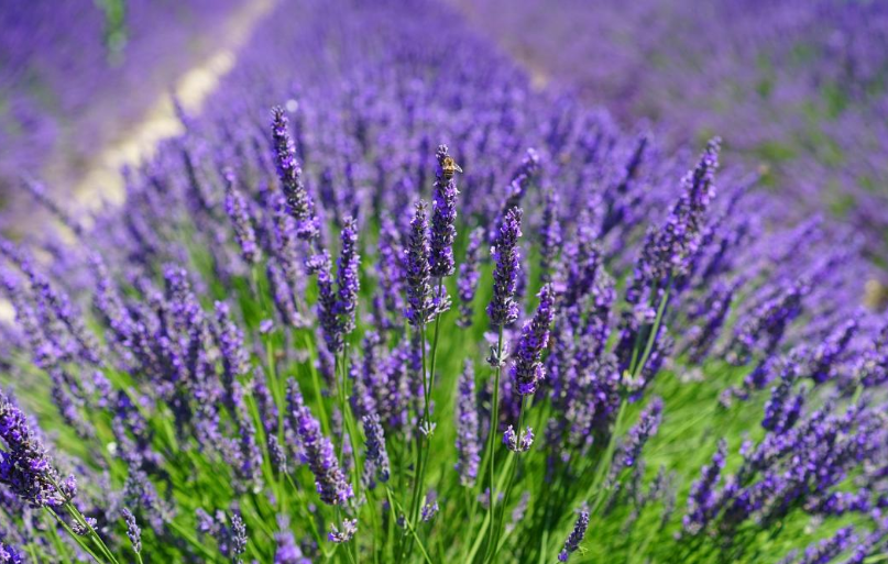 Lavender for Relaxation: The Ultimate Guide