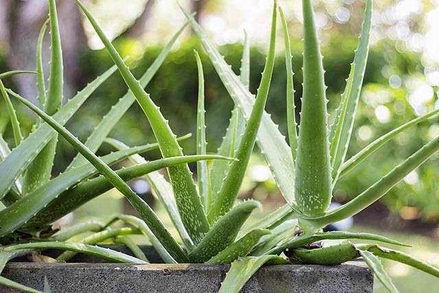 Effect of Aloe vera preparations on the human bioavailability of vitamins C and E